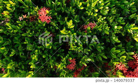 Rich full frame texture composed of a lush green ixora bush. Small pink flower clusters peek out from the dense compact leaves, creating a bright natural pattern. 140079337