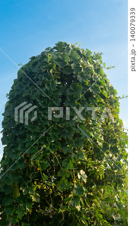 Tall dense structure of brightly colored pumpkin vines and intricately. Intertwined foliage contrasts sharply with the clear blue sky currently obscuring the mangosteen trees. 140079339