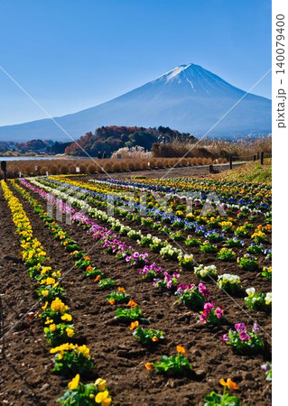 秋の河口湖と富士山 秋の河口湖と富士山 140079400