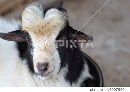Closeup portrait of black white goat distinctive facial markings Farm animal soft fur natural outdoor background Closeup portrait of black white goat distinctive facial markings Farm animal soft fur natural outdoor background 140079464
