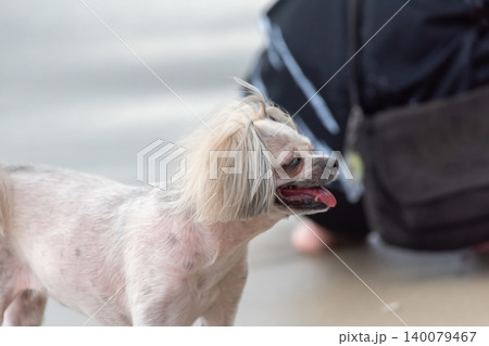 Small groomed dog trimmed fur standing indoors panting Companion pet expressive face soft background blur natural light Small groomed dog trimmed fur standing indoors panting Companion pet expressive face soft background blur natural light 140079467