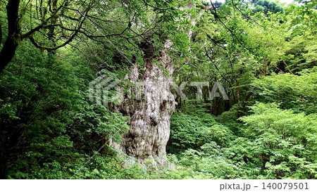 鹿児島県屋久島の縄文杉 140079501