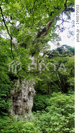鹿児島県屋久島の縄文杉 140079502