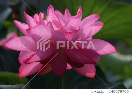 化粧直しかハスの花刻々と変わる色ー壱 140079706