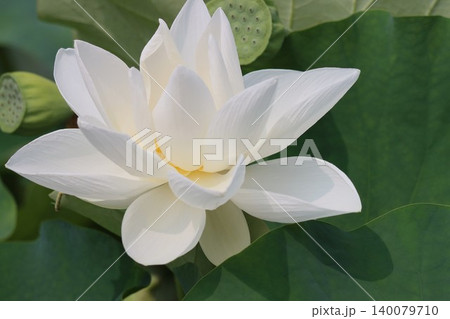 蓮の花泥中より出て神々しー壱 140079710