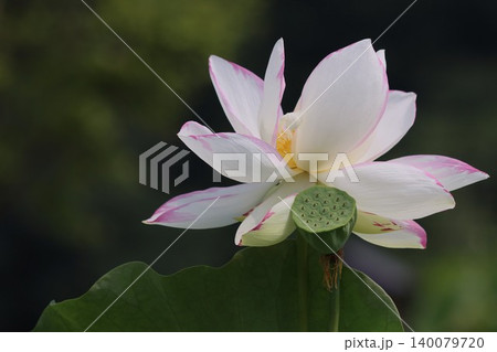 朝を待ち蓮の花今とばかりに咲くー壱 140079720