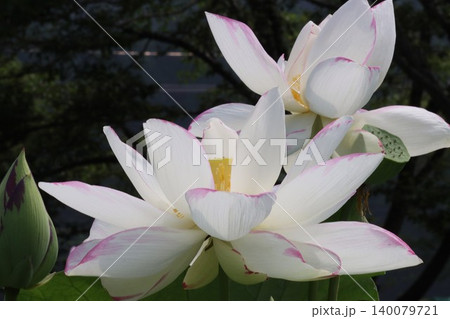 朝を待ち蓮の花今とばかりに咲くー弐 朝を待ち蓮の花今とばかりに咲くー弐 140079721