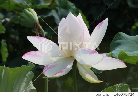 朝を待ち蓮の花今とばかりに咲くー五 140079724