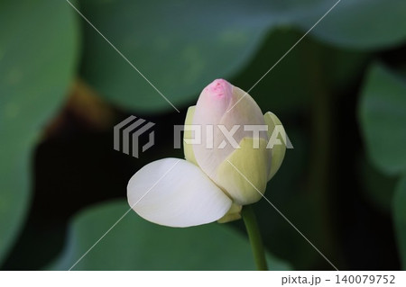 生まれたての赤子のごときはすの花 140079752