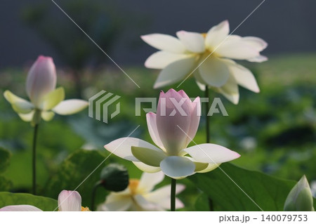 朝の池蓮花好き誇り風わたる 朝の池蓮花好き誇り風わたる 140079753
