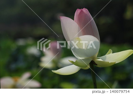 咲きかけの花を包み込む優しき朝の陽射し 咲きかけの花を包み込む優しき朝の陽射し 140079754