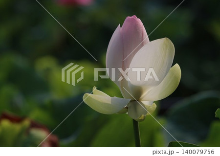 蓮の花朝日にせかされ花弁ひらく 140079756