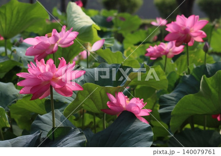 鮮明な色残し蓮華立つ朝 140079761