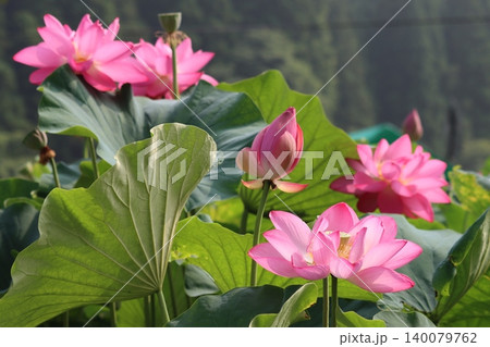 越前の里山照らすハスの花ー壱 越前の里山照らすハスの花ー壱 140079762