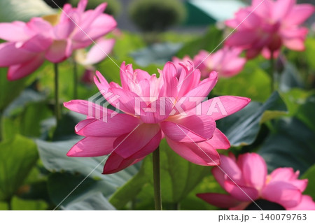 越前の里山照らすハスの花ー弐 越前の里山照らすハスの花ー弐 140079763