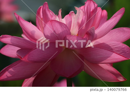 化粧直しかハスの花刻々と変わる色 化粧直しかハスの花刻々と変わる色 140079766