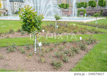 A beautifully landscaped flower bed with young green rose bushes and small decorative trees in a European public park. A large splashing water fountain blurred in the background on a summer day. Well 140079827