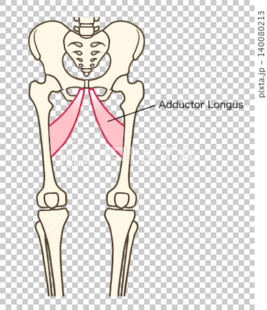 Adductor longus muscle, thigh muscle Adductor longus muscle, thigh muscle 140080213