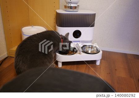 家でくつろぐロシアンブルー 140080292