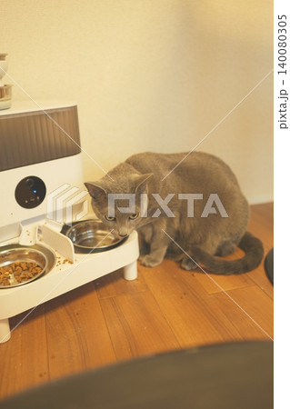 家でくつろぐロシアンブルー 140080305