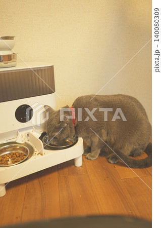 家でくつろぐロシアンブルー 140080309