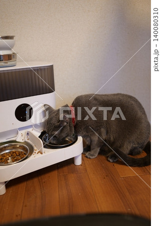 家でくつろぐロシアンブルー 140080310