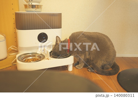 家でくつろぐロシアンブルー 140080311