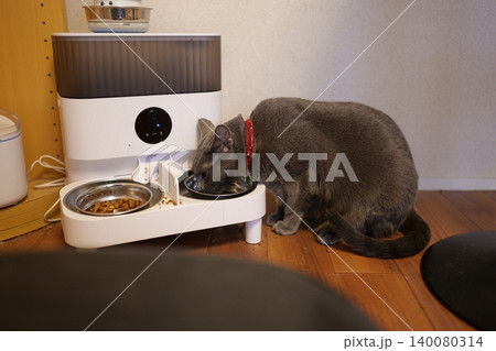 家でくつろぐロシアンブルー 140080314