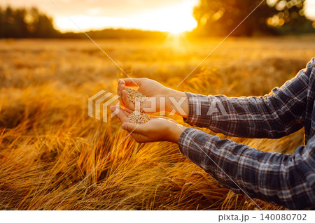 Grains of wheat in hands of the farmer. Crop of oats in male's hands. Agricultural farm. Grains of wheat in hands of the farmer. Crop of oats in male's hands. Agricultural farm. 140080702