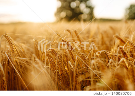 Close-up of golden ears of wheat in an agricultural field at sunset. Agriculture concept 140080706