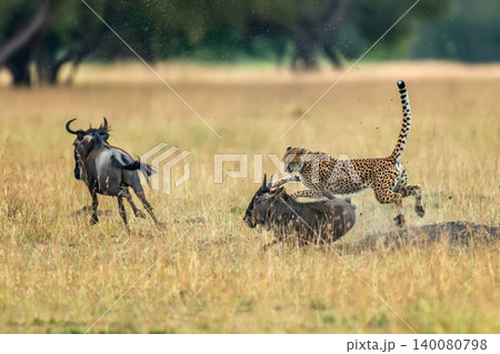 Cheetah hunting wildebeest calf in african savanna Cheetah hunting wildebeest calf in african savanna 140080798