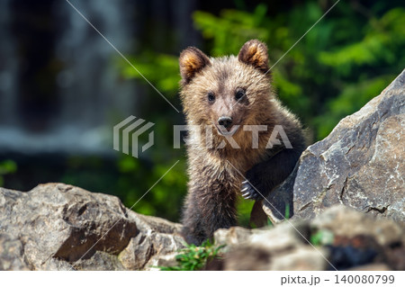 Brown bear cub in the forest with waterwall background Brown bear cub in the forest with waterwall background 140080799