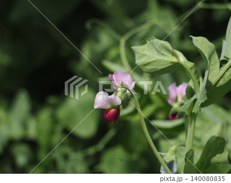 エンドウ豆の花 エンドウ豆の花 140080835
