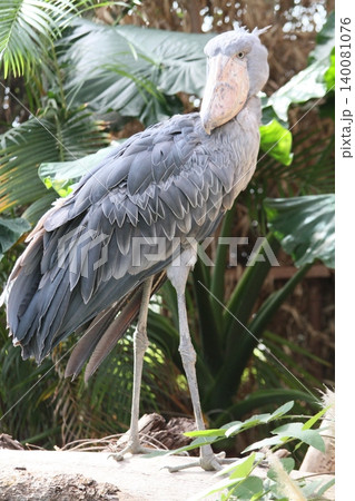 熱帯植物を背景に佇むハシビロコウ 熱帯植物を背景に佇むハシビロコウ 140081076