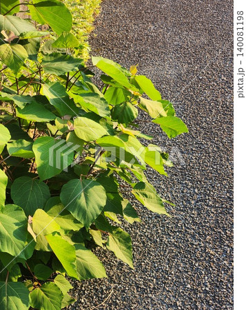 道端の植物 道端の植物 140081198