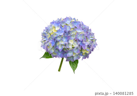 Blue, purple and yellow hydrangea macrophylla flower with leaves isolated on white background Blue, purple and yellow hydrangea macrophylla flower with leaves isolated on white background 140081285