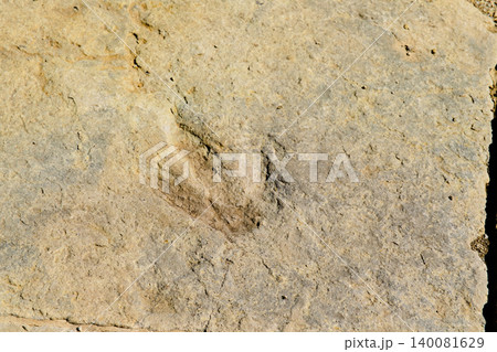 Authentic dinosaur footprint in stone in Spain 140081629