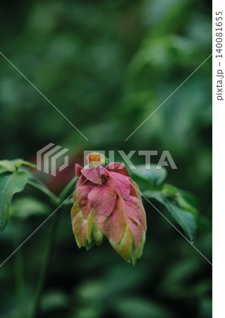 Justicia brandegeeana flower or shrimp plant 140081655