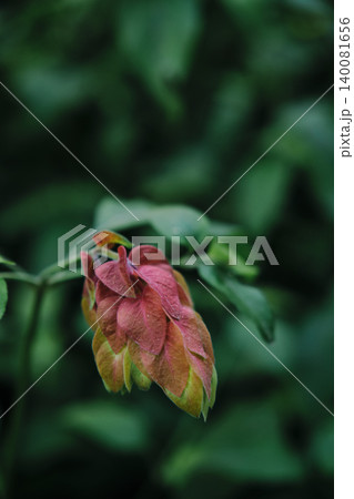 Justicia brandegeeana flower or shrimp plant Justicia brandegeeana flower or shrimp plant 140081656