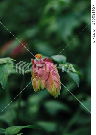 Justicia brandegeeana flower or shrimp plant Justicia brandegeeana flower or shrimp plant 140081657