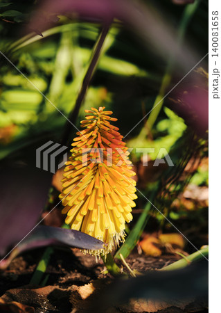 close-up of the kniphofia berry flower or torch lily close-up of the kniphofia berry flower or torch lily 140081658