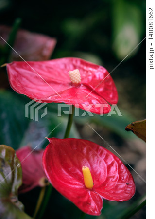 close-up of the red vivid flower Anthurium Andre or male happiness close-up of the red vivid flower Anthurium Andre or male happiness 140081662