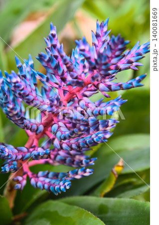 Close-up of a colorful tropical Aechmea Blue Tango flower with vivid blue and pink blossoms 140081669