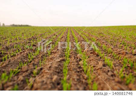 Young seedlings growing on a field in black soil in the sunset light. Agriculture. Young seedlings growing on a field in black soil in the sunset light. Agriculture. 140081746