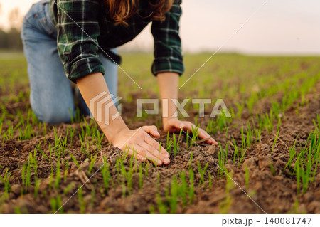 Farm owner works in field, inspecting mature wheat sprouts. Growing agricultural crops, green shoots Farm owner works in field, inspecting mature wheat sprouts. Growing agricultural crops, green shoots 140081747