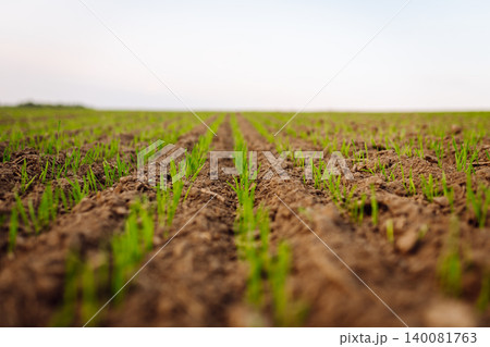 A woman agronomist examines new sprouted shoots in the field using a digital tablet. A woman agronomist examines new sprouted shoots in the field using a digital tablet. 140081763