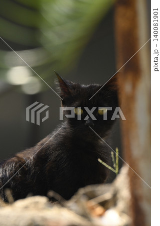 こちらを見つめる黒い子ねこ こちらを見つめる黒い子ねこ 140081901