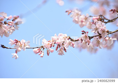 可憐なピンクの枝垂れ桜 可憐なピンクの枝垂れ桜 140082099