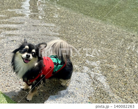 池の水のつかって楽しそうに笑顔をみせるポメチワの子犬 池の水のつかって楽しそうに笑顔をみせるポメチワの子犬 140082263