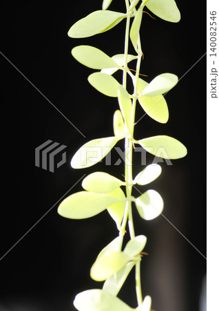 Dischidia oiantha Schltr or Dischidia sp or Dischidia , climbing plant Dischidia oiantha Schltr or Dischidia sp or Dischidia , climbing plant 140082546